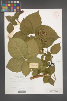 Rubus kuleszae [KOR 29798]