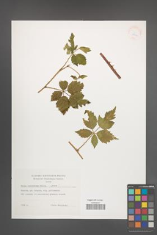 Rubus laciniatus [KOR 38344]