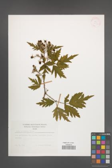 Rubus laciniatus [KOR 27988]