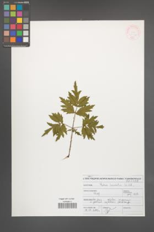 Rubus laciniatus [KOR 47099]