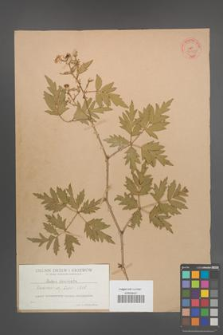 Rubus laciniata [laciniatus] [KOR 36385]