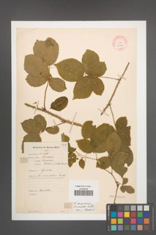 Rubus lamprocaulos [KOR 10648]