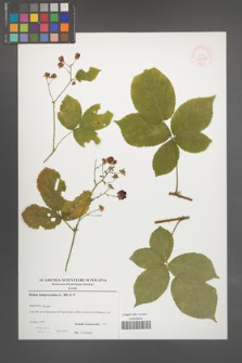 Rubus lamprocaulos [KOR 52891]