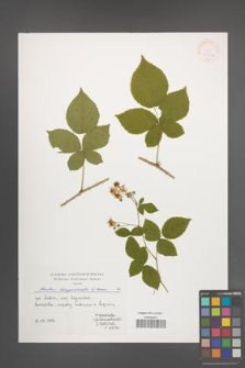 Rubus lamprocaulos [KOR 39694]