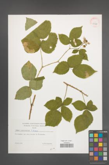 Rubus lamprocaulos [KOR 39128]