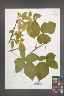 Rubus lamprocaulos [KOR 39127]