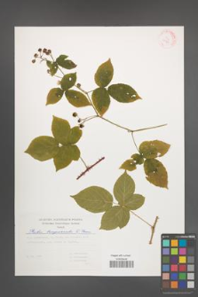 Rubus lamprocaulos [KOR 29378]