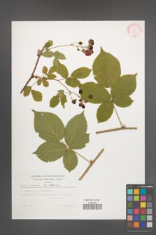 Rubus lamprocaulos [KOR 32382]