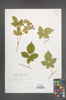 Rubus lamprocaulos [KOR 32435]
