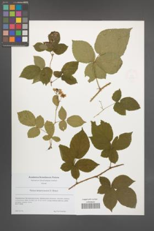 Rubus lamprocaulos [KOR 49195]