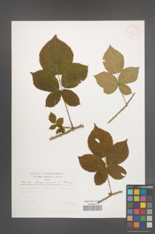 Rubus lamprocaulos [KOR 29517]