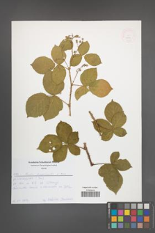 Rubus lamprocaulos [KOR 52646]