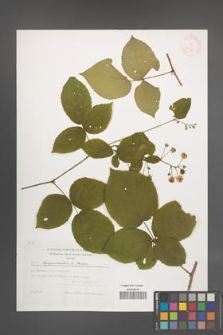 Rubus lamprocaulos [KOR 29478]