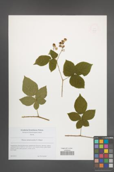 Rubus lamprocaulos [KOR 49208]
