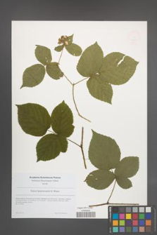 Rubus lamprocaulos [KOR 49211]