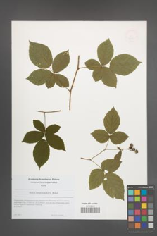 Rubus lamprocaulos [KOR 49197]