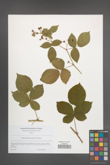 Rubus lamprocaulos [KOR 49196]