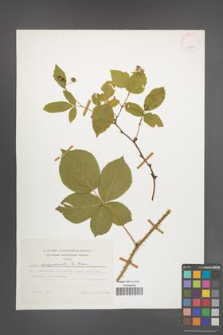 Rubus lamprocaulos [KOR 24805]