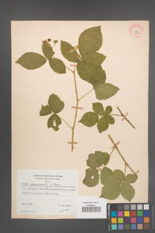 Rubus lamprocaulos [KOR 31671]
