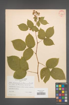 Rubus lamprocaulos [KOR 31670]