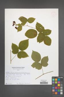 Rubus lamprocaulos [KOR 52018]