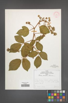 Rubus lusaticus [KOR 52068]