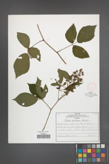 Rubus lusaticus [KOR 52063]