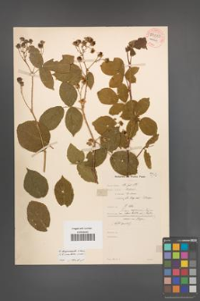 Rubus lamprocaulos [KOR 54023]
