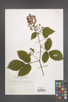 Rubus lasquiensis [KOR 29963]