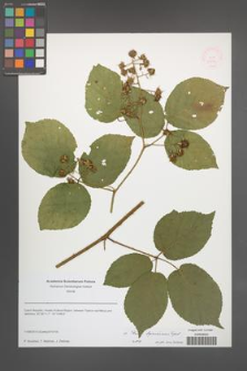 Rubus lignicensis [KOR 51654]