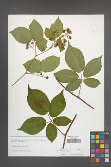 Rubus lignicensis [KOR 51668]