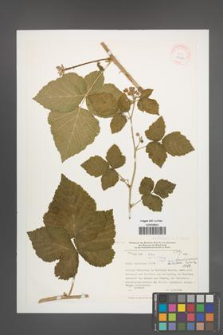 Rubus leuciscanus [KOR 33222]