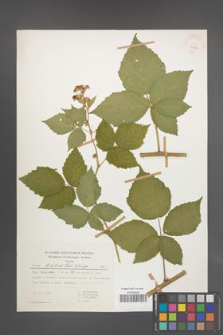 Rubus lidforssii [KOR 29183]
