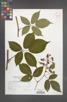 Rubus lucentifolius [KOR 44698]