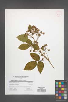 Rubus lucentifolius [KOR 41725]