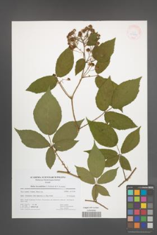 Rubus lucentifolius [KOR 41751]