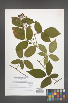 Rubus lucentifolius [KOR 41625]