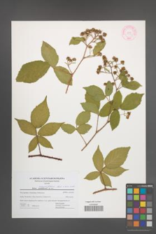 Rubus lucentifolius [KOR 44482]