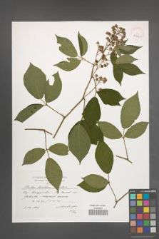 Rubus lusaticus [KOR 39067]