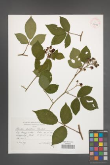Rubus lusaticus [KOR 39046]