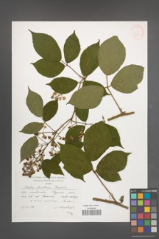 Rubus lusaticus [KOR 38316]