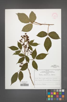 Rubus lusaticus [KOR 51973]