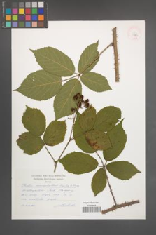Rubus macrophyllus [KOR 32774]