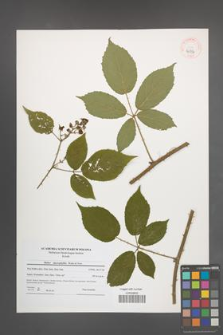 Rubus macrophyllus [KOR 40734]