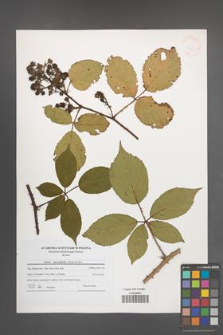 Rubus macrophyllus [KOR 41238]