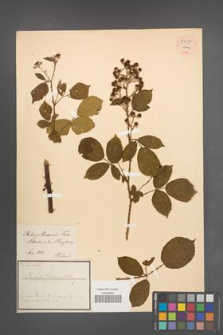 Rubus maassii [KOR 54037]
