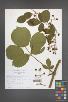 Rubus macrophyllus [KOR 52562]