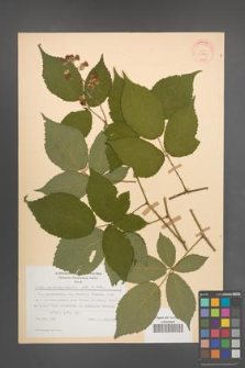 Rubus macrophyllus [KOR 30766]