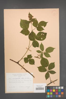 Rubus macrophyllus [KOR 25684]