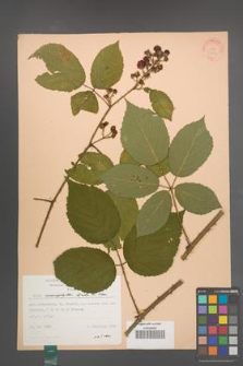 Rubus macrophyllus [KOR 31397]